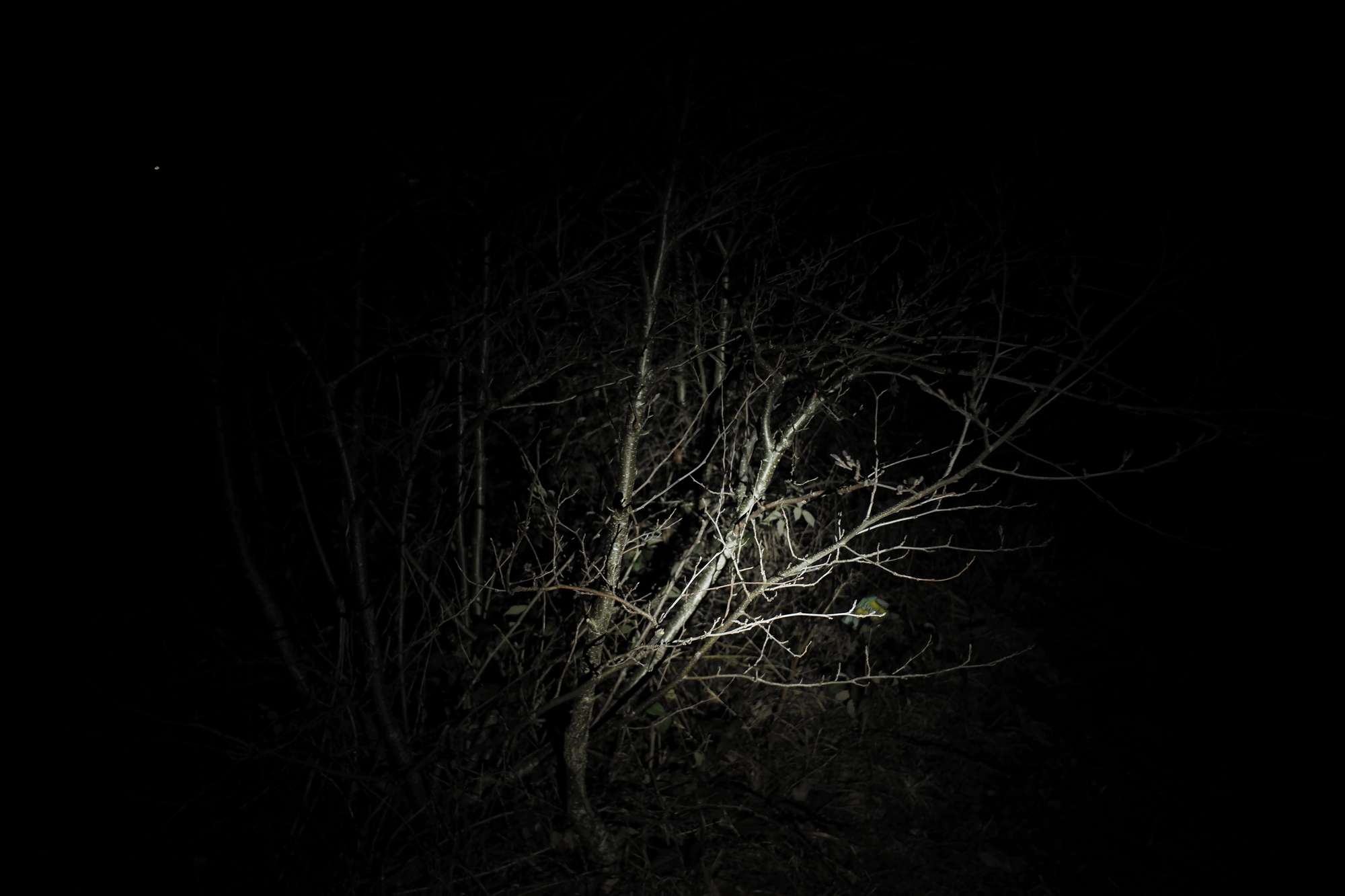 Urban forest edgeland scrub at night.