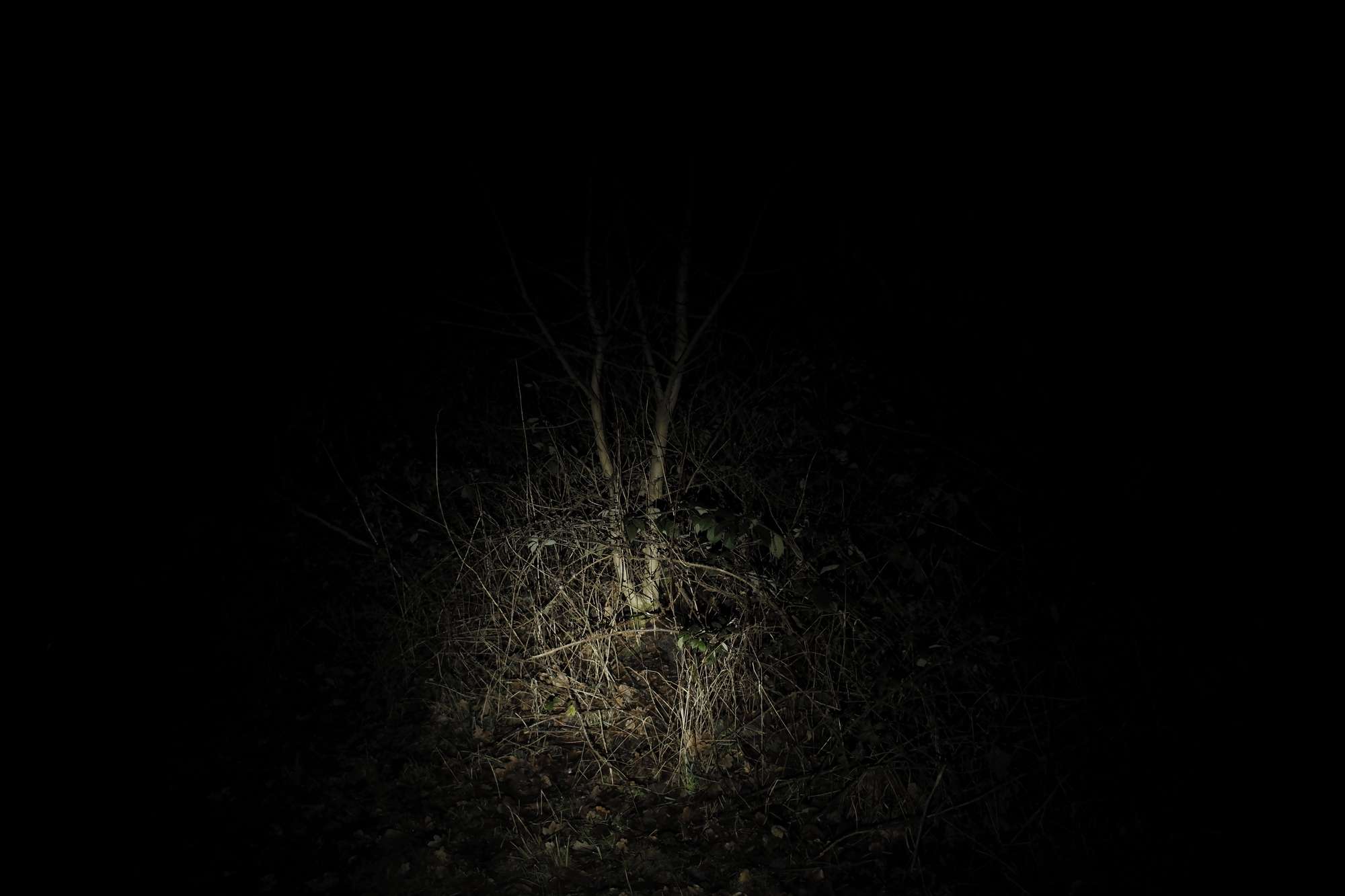 Urban forest edgeland scrub at night.