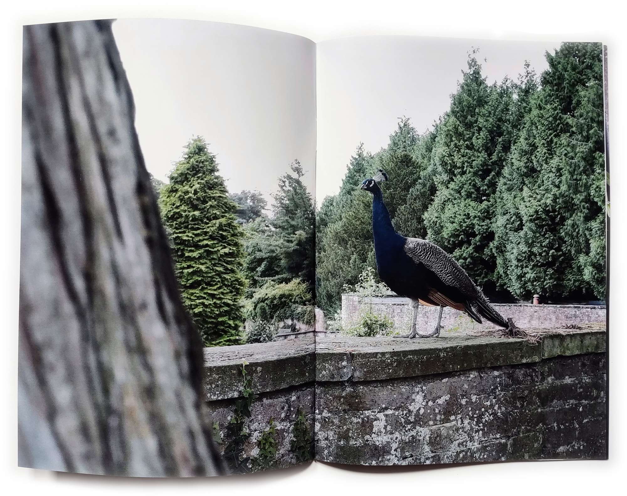 Zine full spread with a peacock on a garden estate wall.