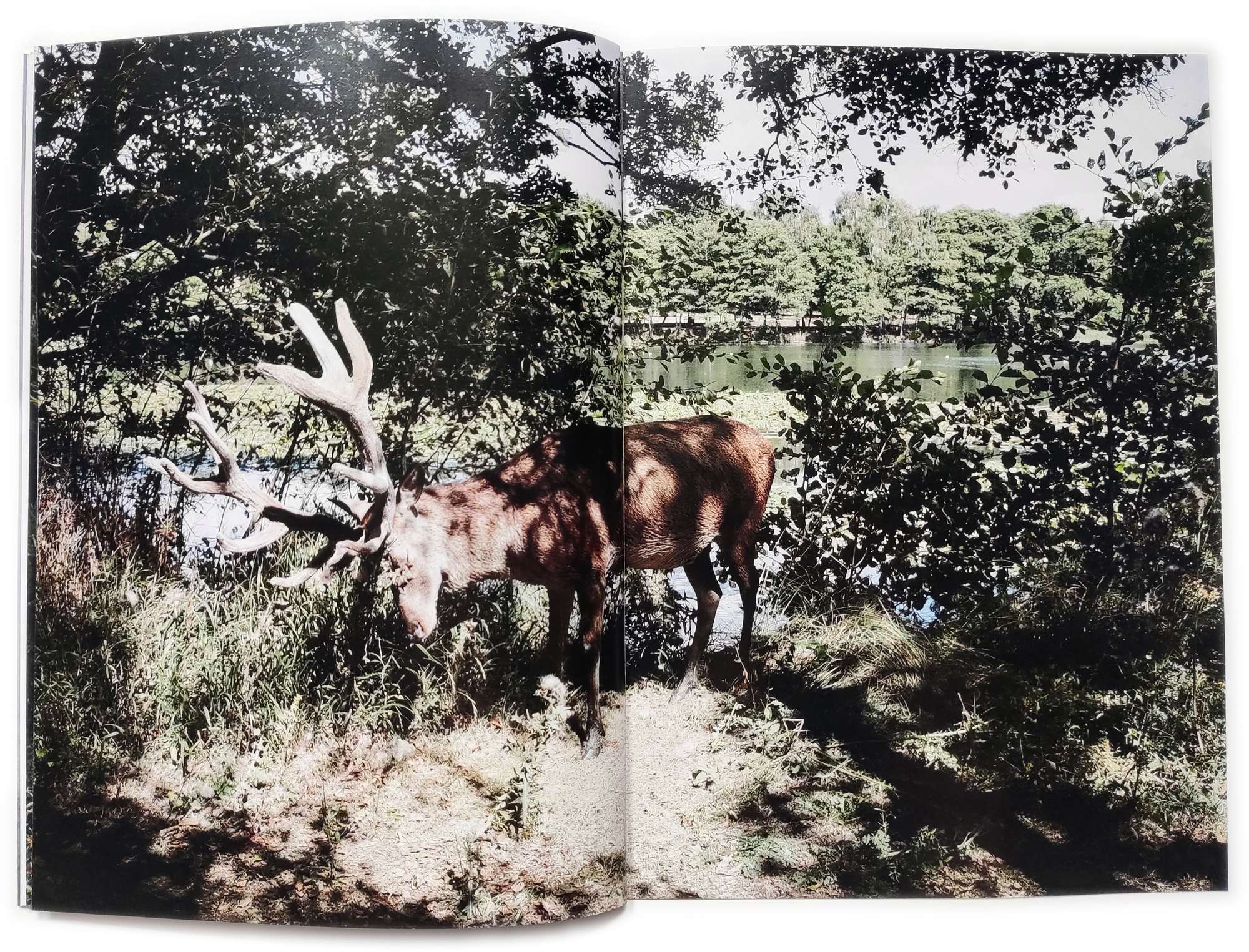 A zine full spread of a deer or stag in a country park.