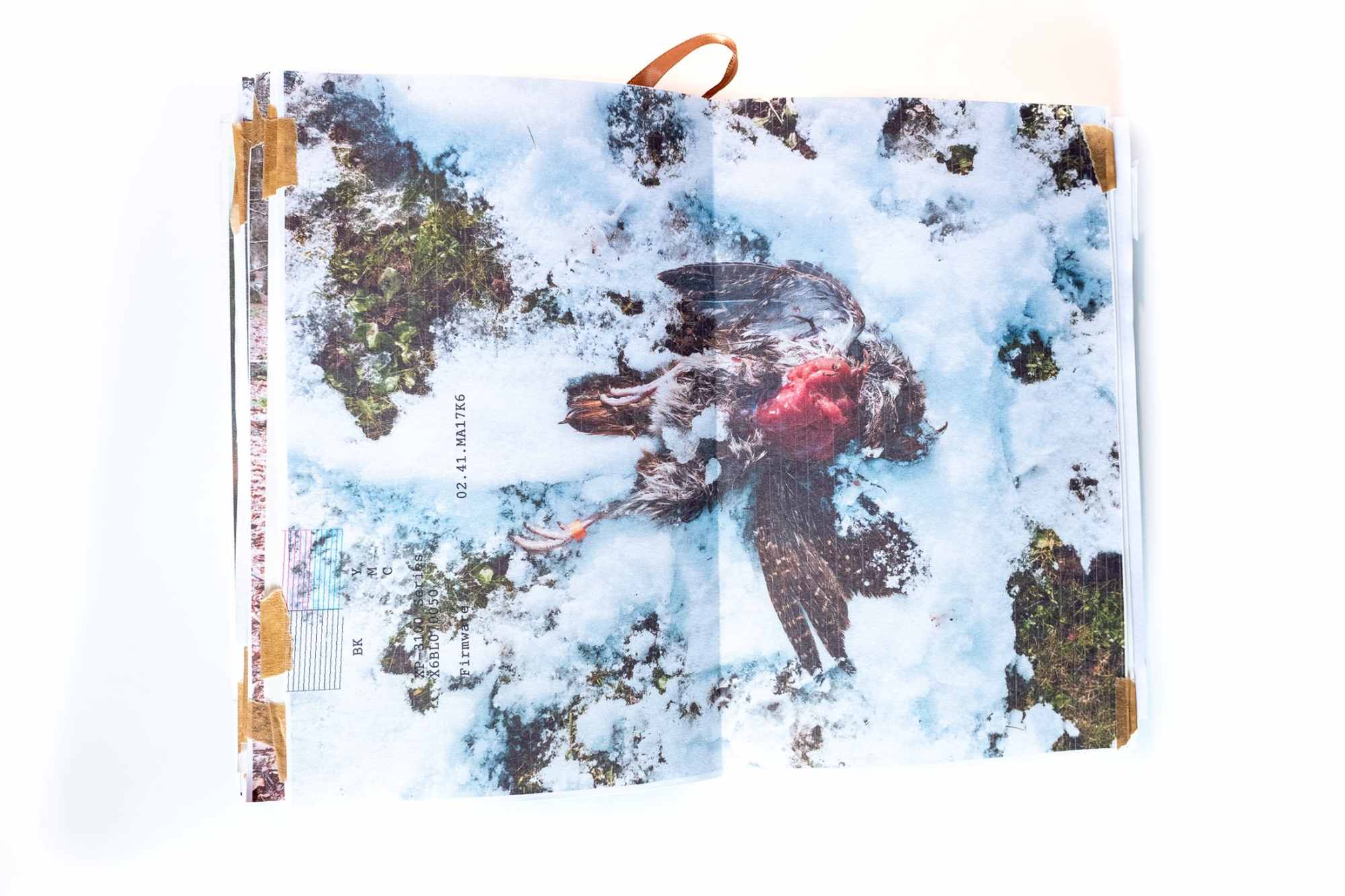 A photographic sketchbook. A dead sparrowhawk in the snow. A visual reference to Nature vs Culture.