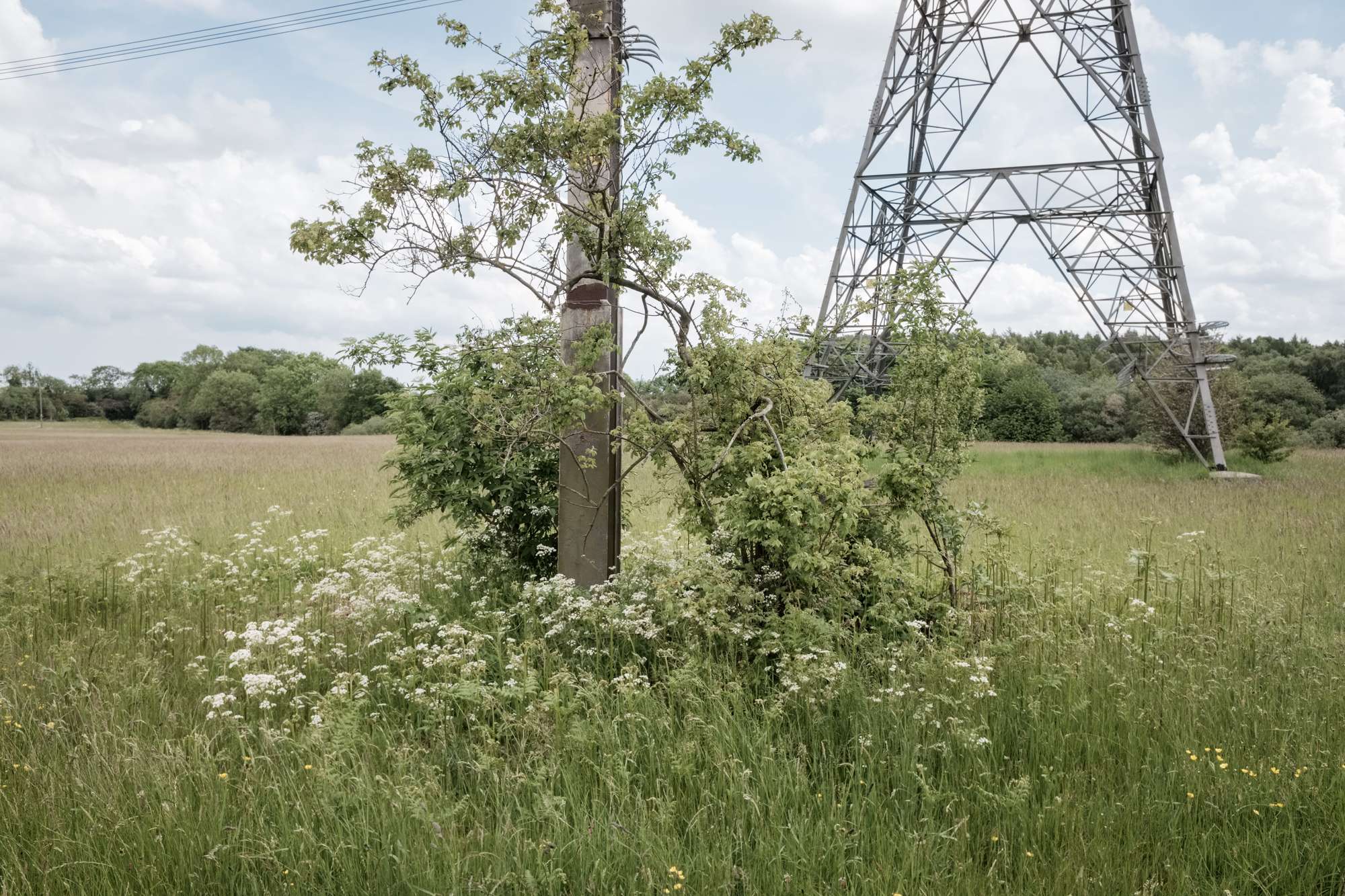 edgeland pylon and telegraph pole in a meadow