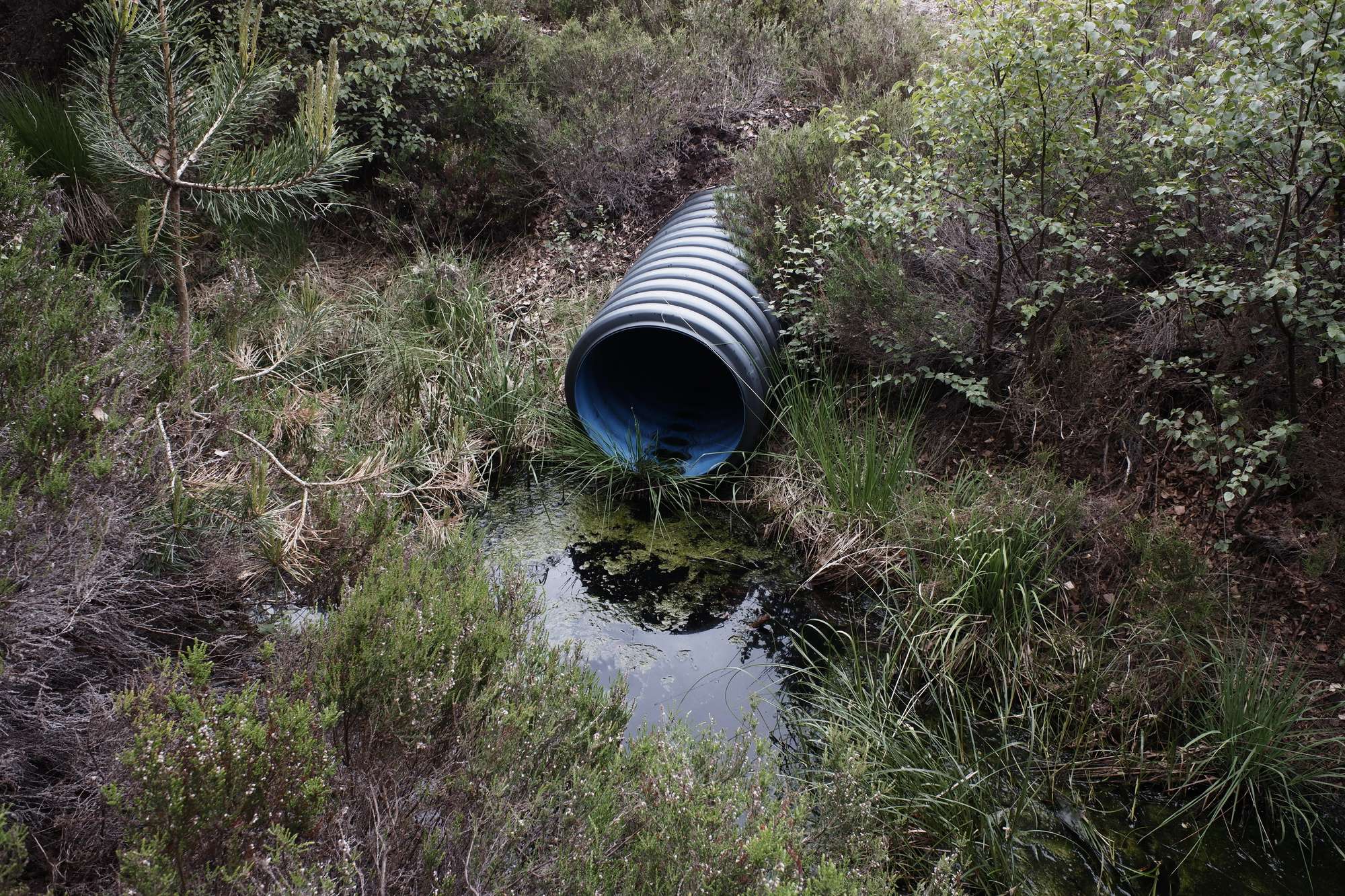 A water pipe in a marsh.